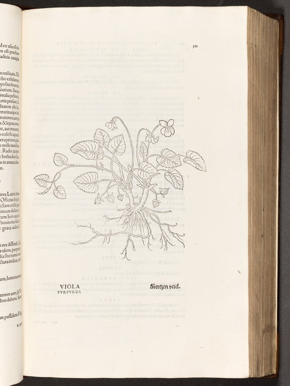 Viooltje, illustratie uit De historia stirpium commentarii insignes door Leonhart Fuchs, 1542 door Heinrich and Meyer, Albert Fullmaurer