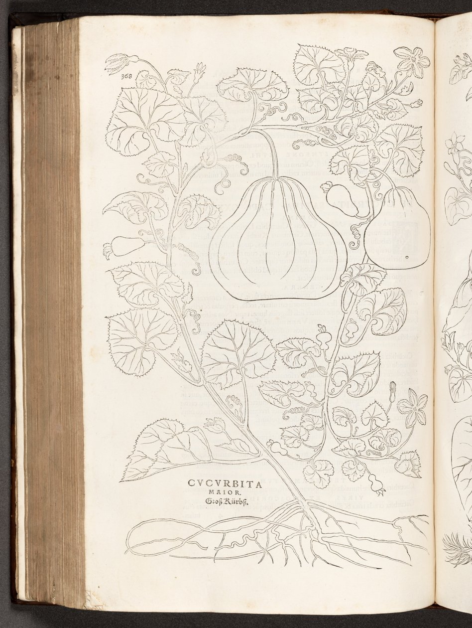 Kalebas, illustratie uit De historia stirpium commentarii insignes door Leonhart Fuchs, 1542 door Heinrich and Meyer, Albert Fullmaurer