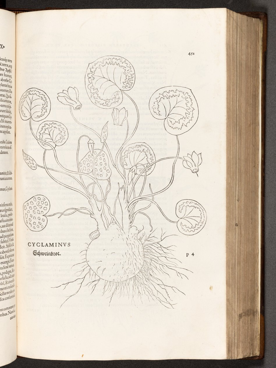 Cyclamen, illustratie uit De historia stirpium commentarii insignes door Leonhart Fuchs, 1542 door Heinrich and Meyer, Albert Fullmaurer