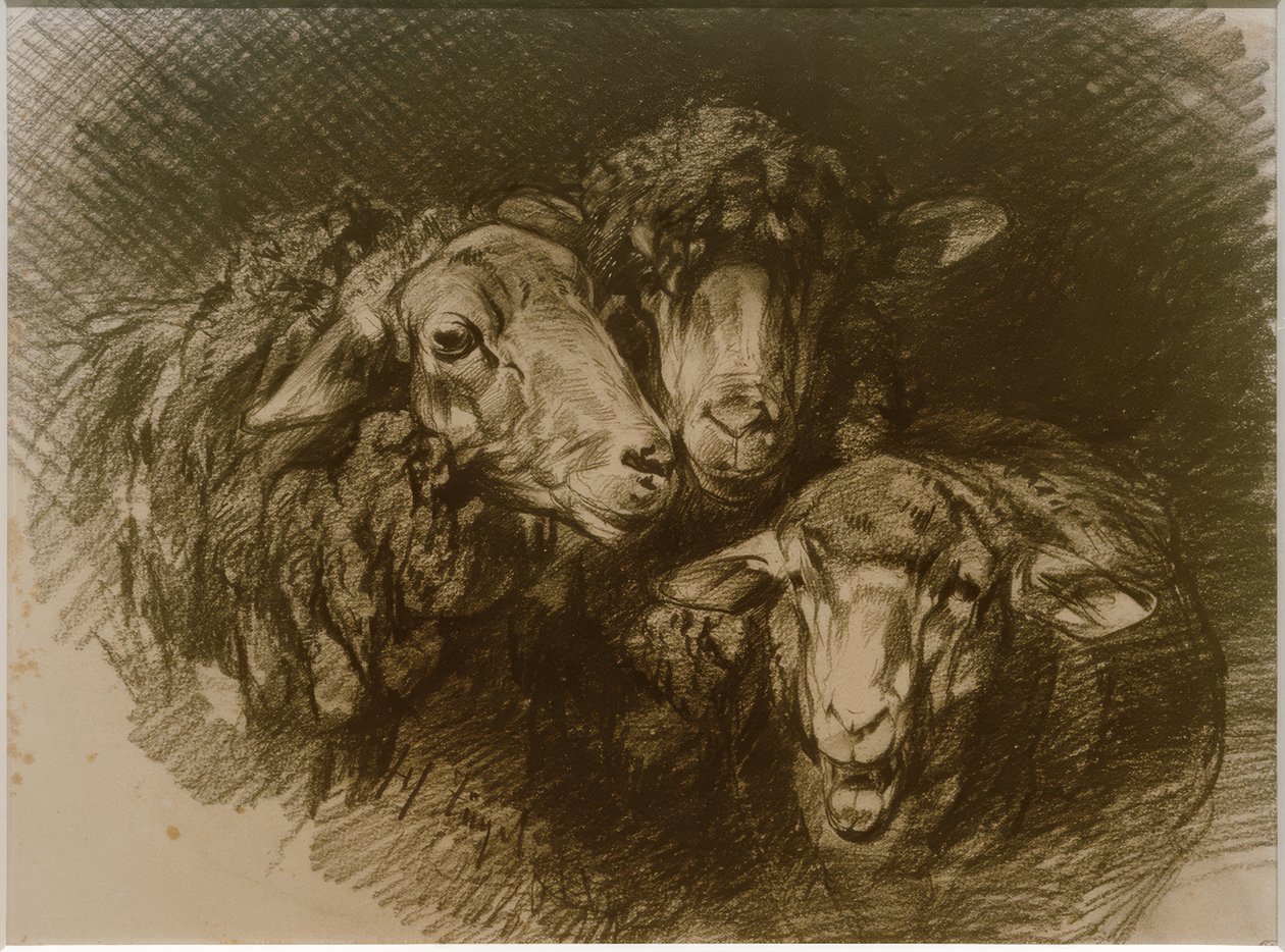 Schapen door Heinrich von Zügel