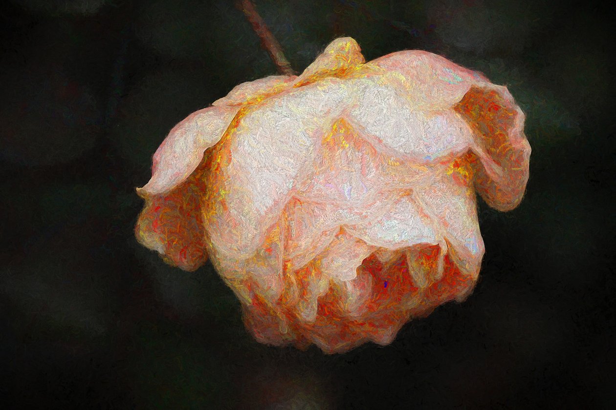 Bloei, 2018 door Helen White