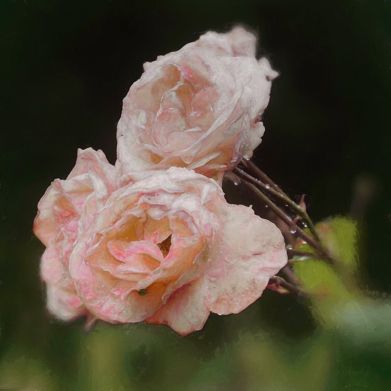 Blosrozen, 2018 door Helen White
