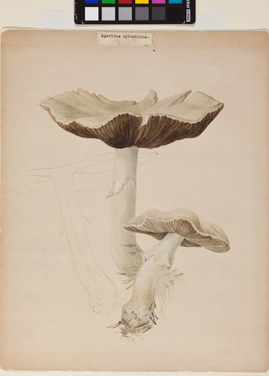Agaricus augustus door Helen Beatrix Potter
