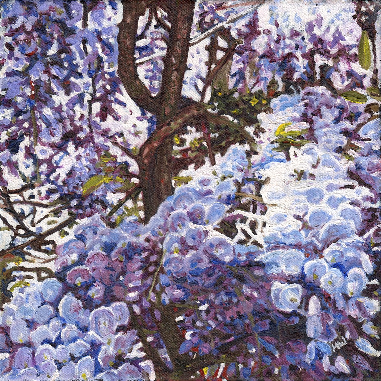 Blauwe Wisteria door Helen White