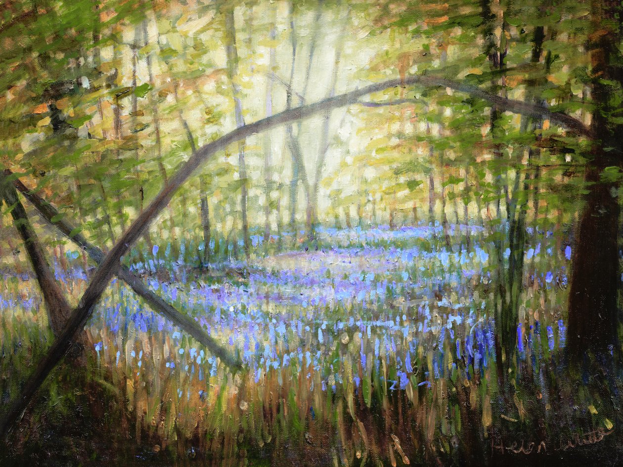 Bluebell Glade, 2024 (olieverf op doek) door Helen White