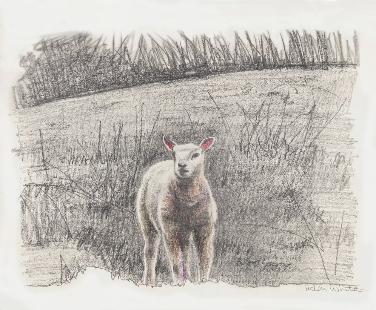 Lamby, 2016 door Helen White