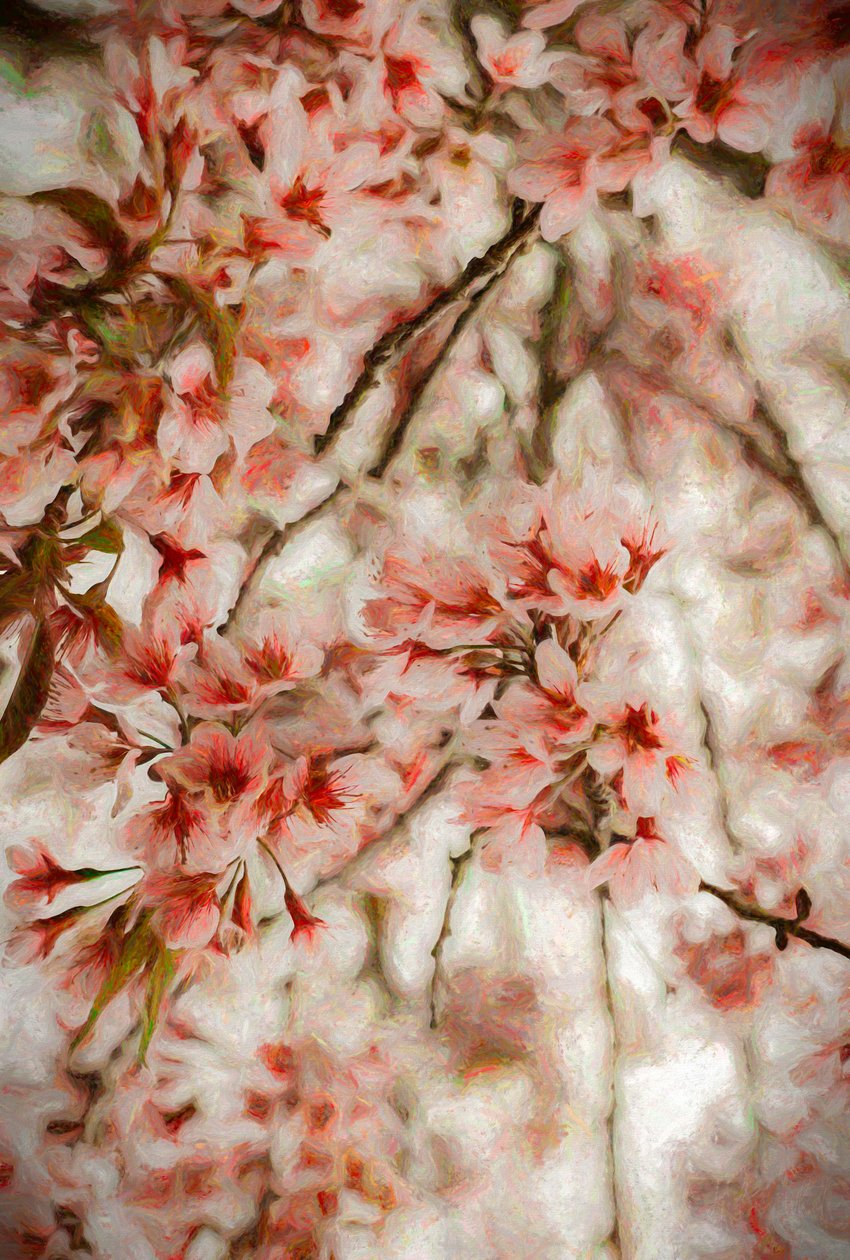 Orientalis door Helen White