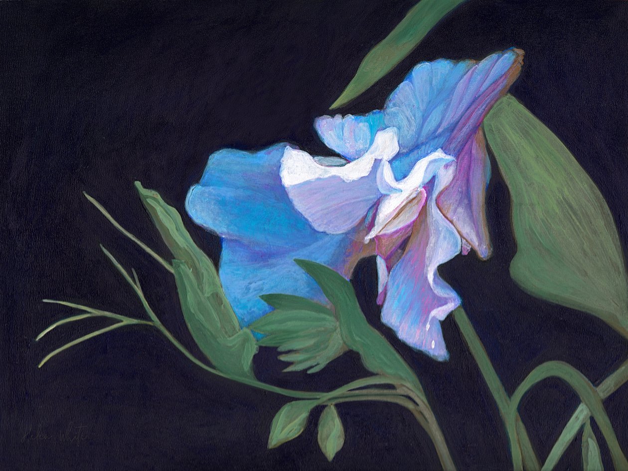 Lathyrus door Helen White