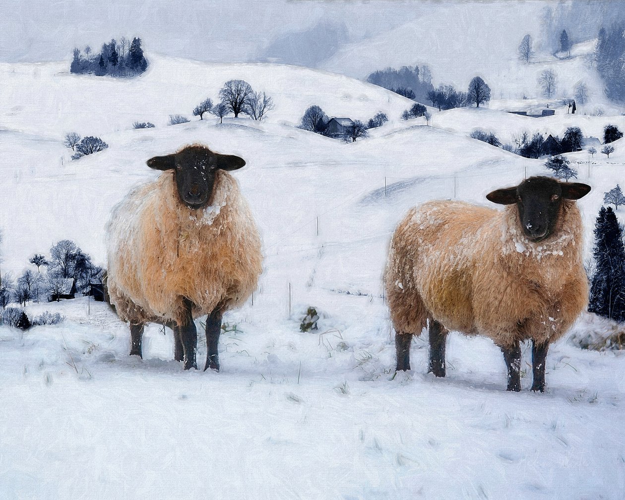 Winterjassen door Helen White