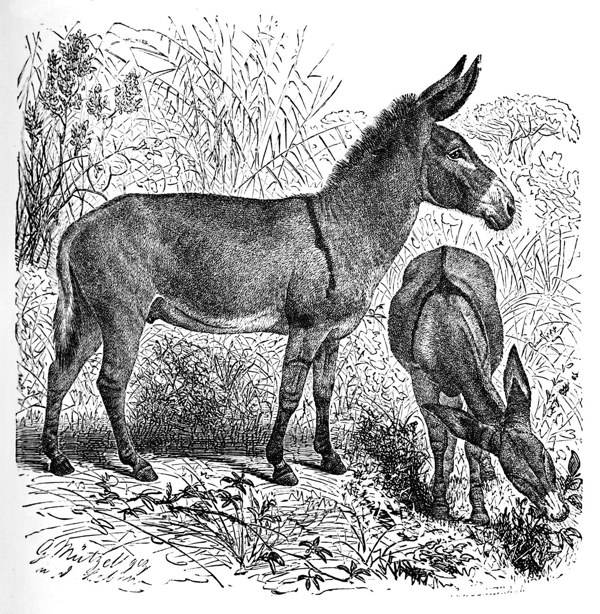Afrikaanse wilde ezel, c1900 door Helena J. Maguire