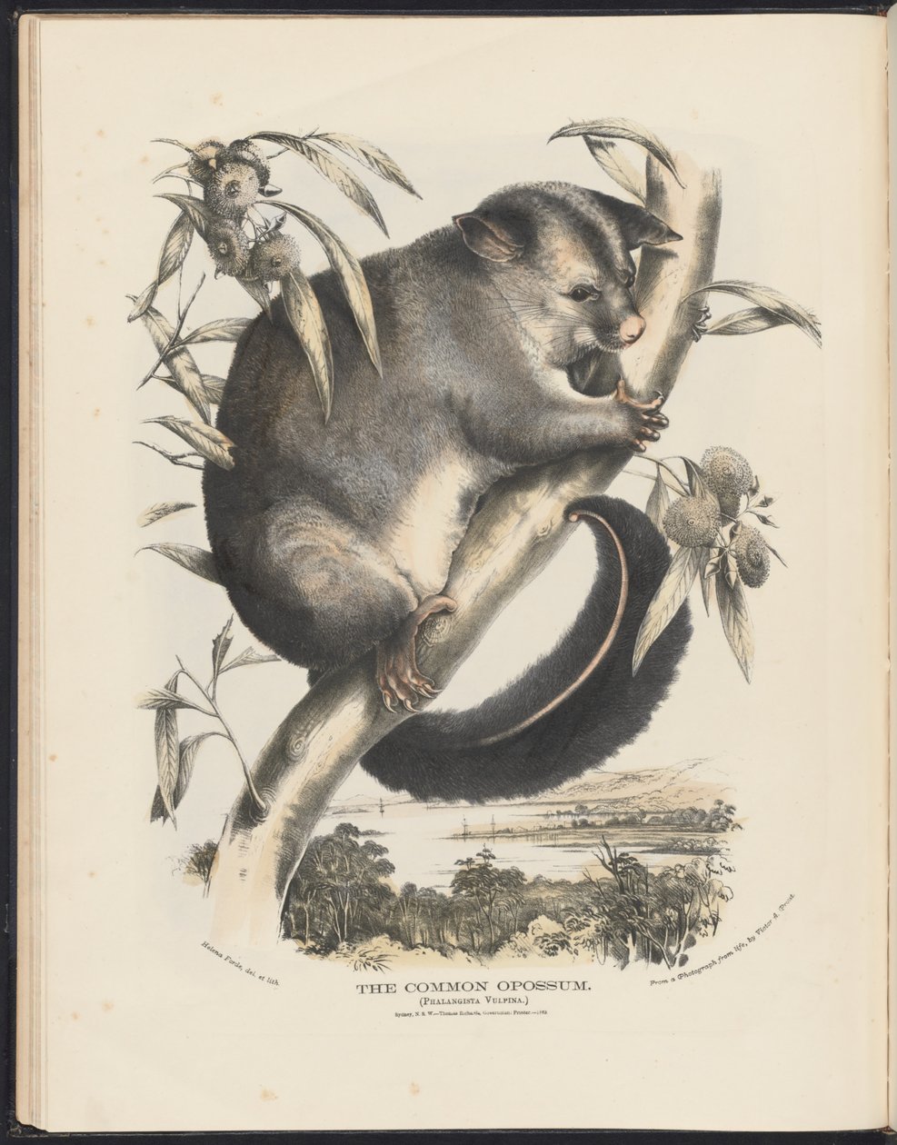 Zoogdieren van Australië (Krefft) Nla.obj-33627803-9 De gewone opossum door Helena Scott