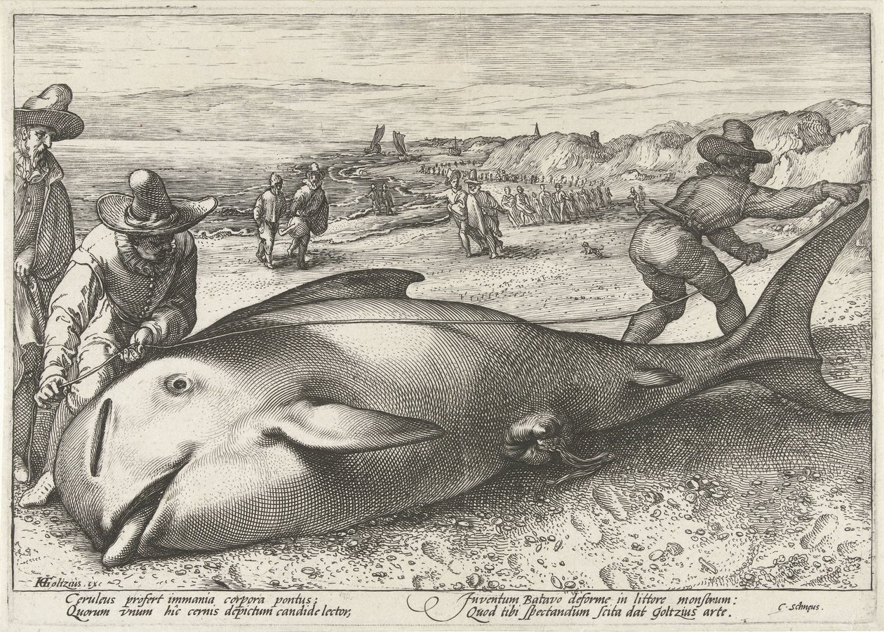 Gestrande griend op het strand bij Zandvoort, 1594 door Hendrick Goltzius (workshop of)