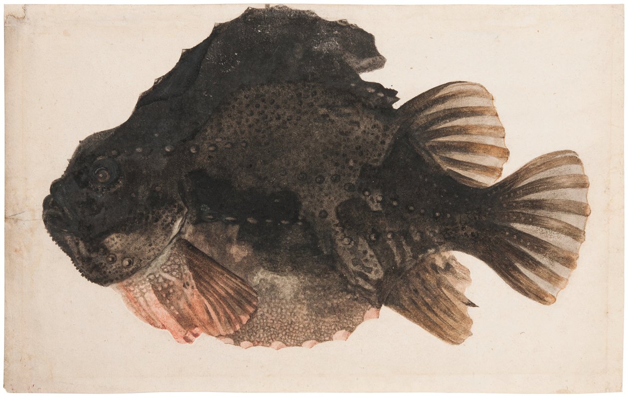 Studie van een mannelijke snotolf door Hendrick Goltzius