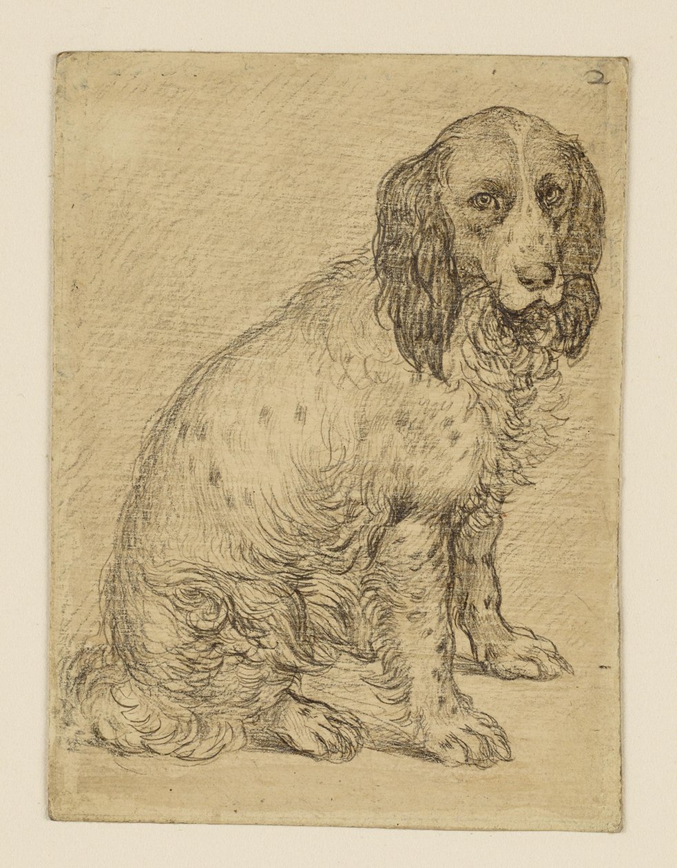 Zittende Drentsche patrijshond door Hendrick Goltzius