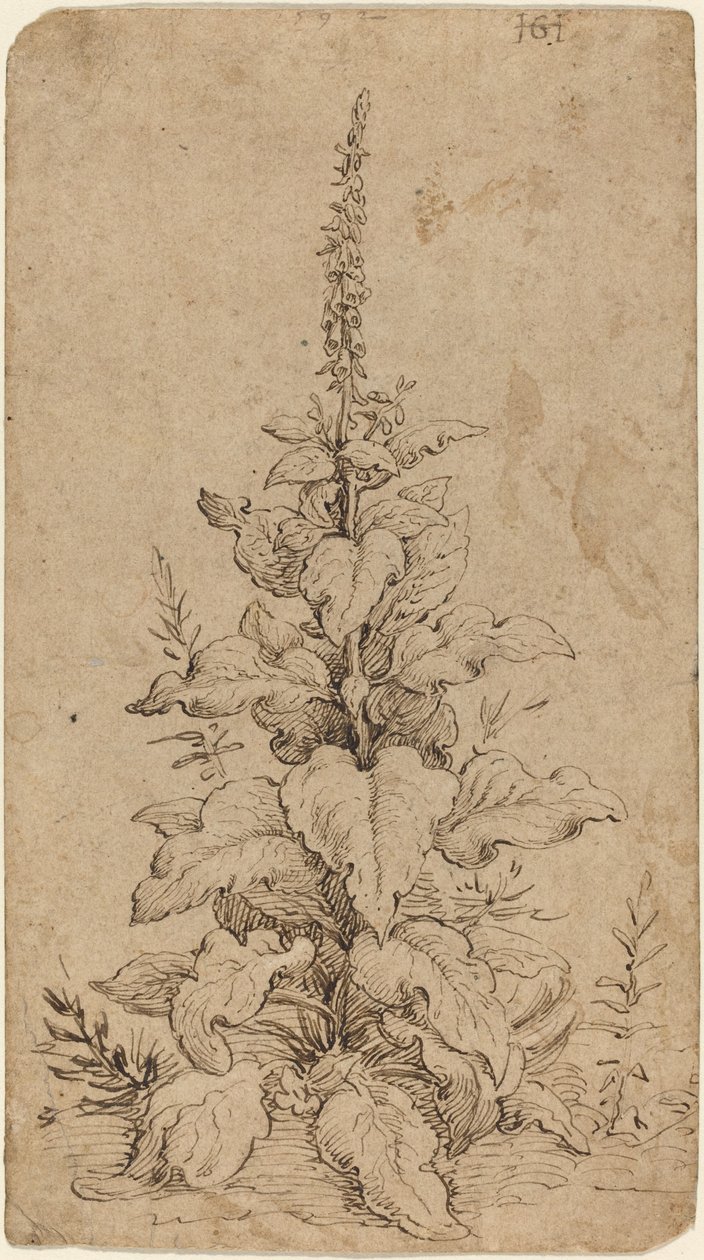 Een Vingerhoedskruid in Bloei door Hendrik Goltzius