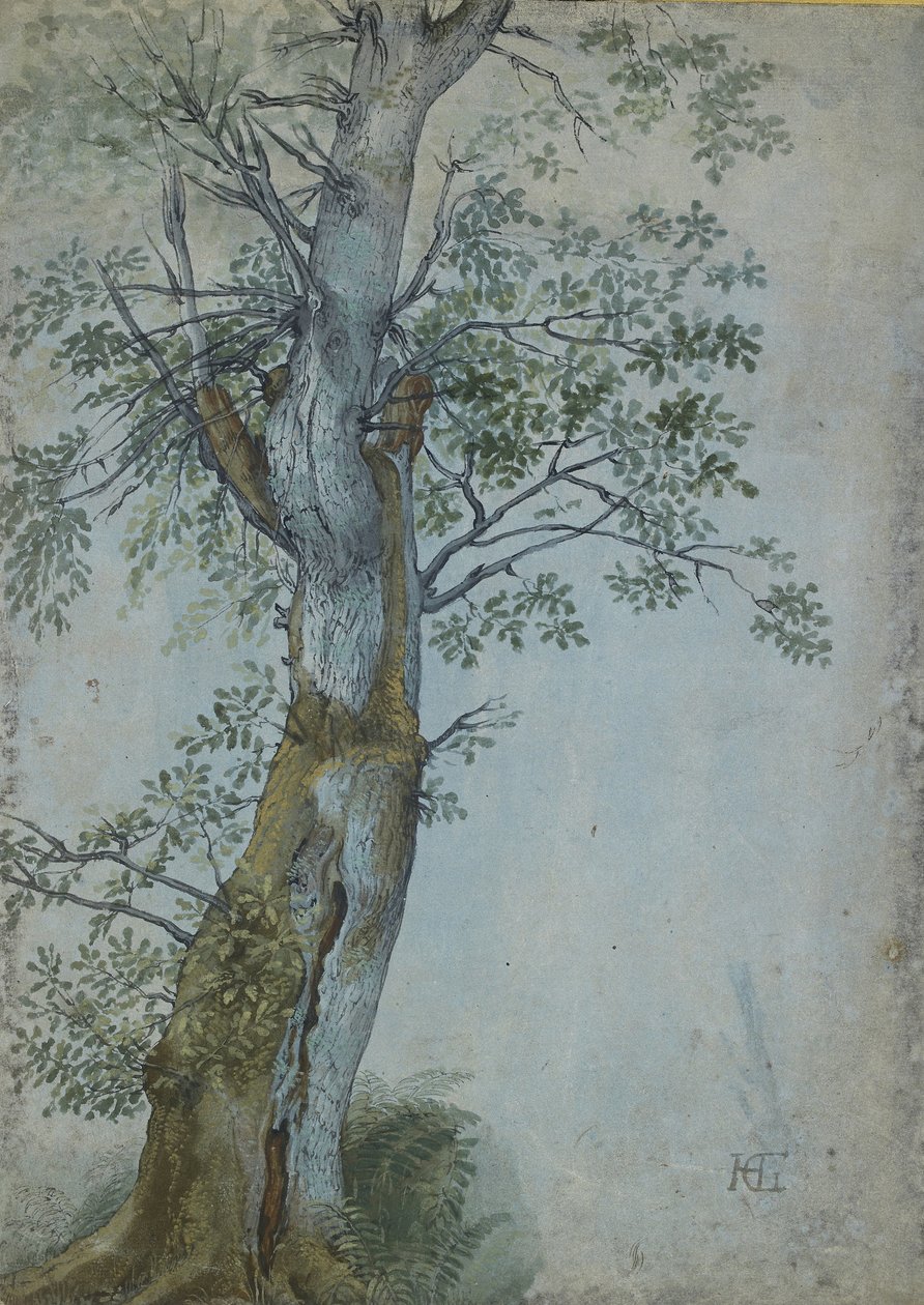 Studie van een Boom door Hendrik Goltzius
