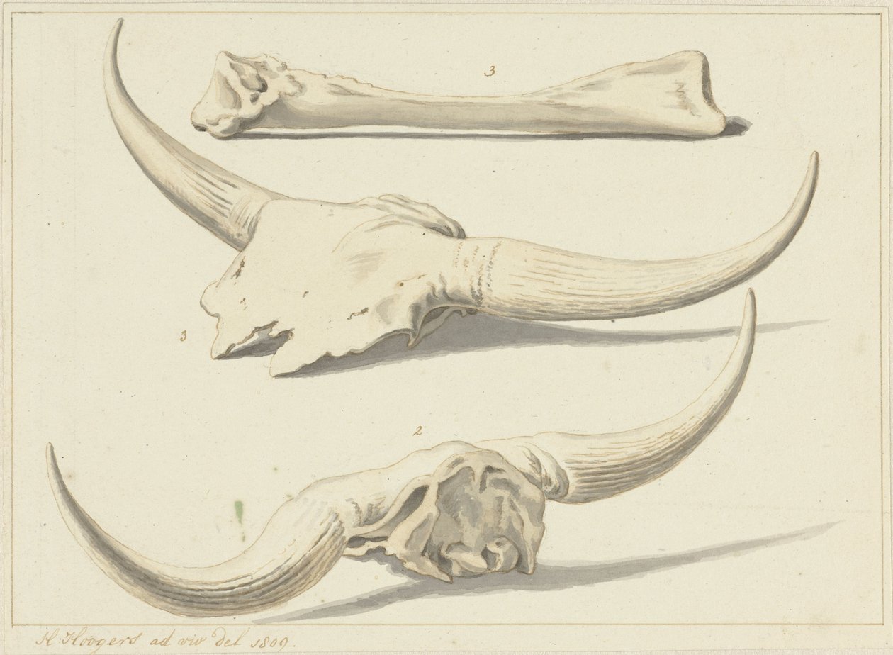 Fossiele beenderen van een oeros, gevonden tijdens de watersnood, 1809 door Hendrik Hoogers