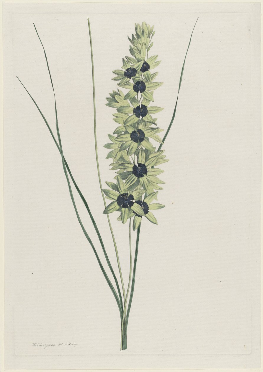 Afrikaanse iris (Ixia maculata viridis) door Hendrik Schwegman