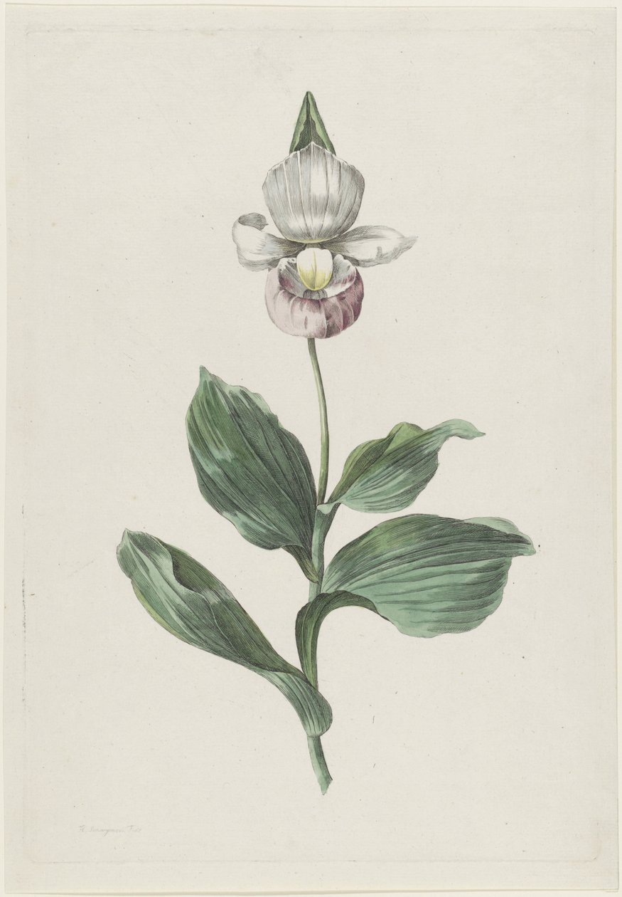 Orchidee Vrouwenschoentje (Cypripedium reginae Walter) door Hendrik Schwegman