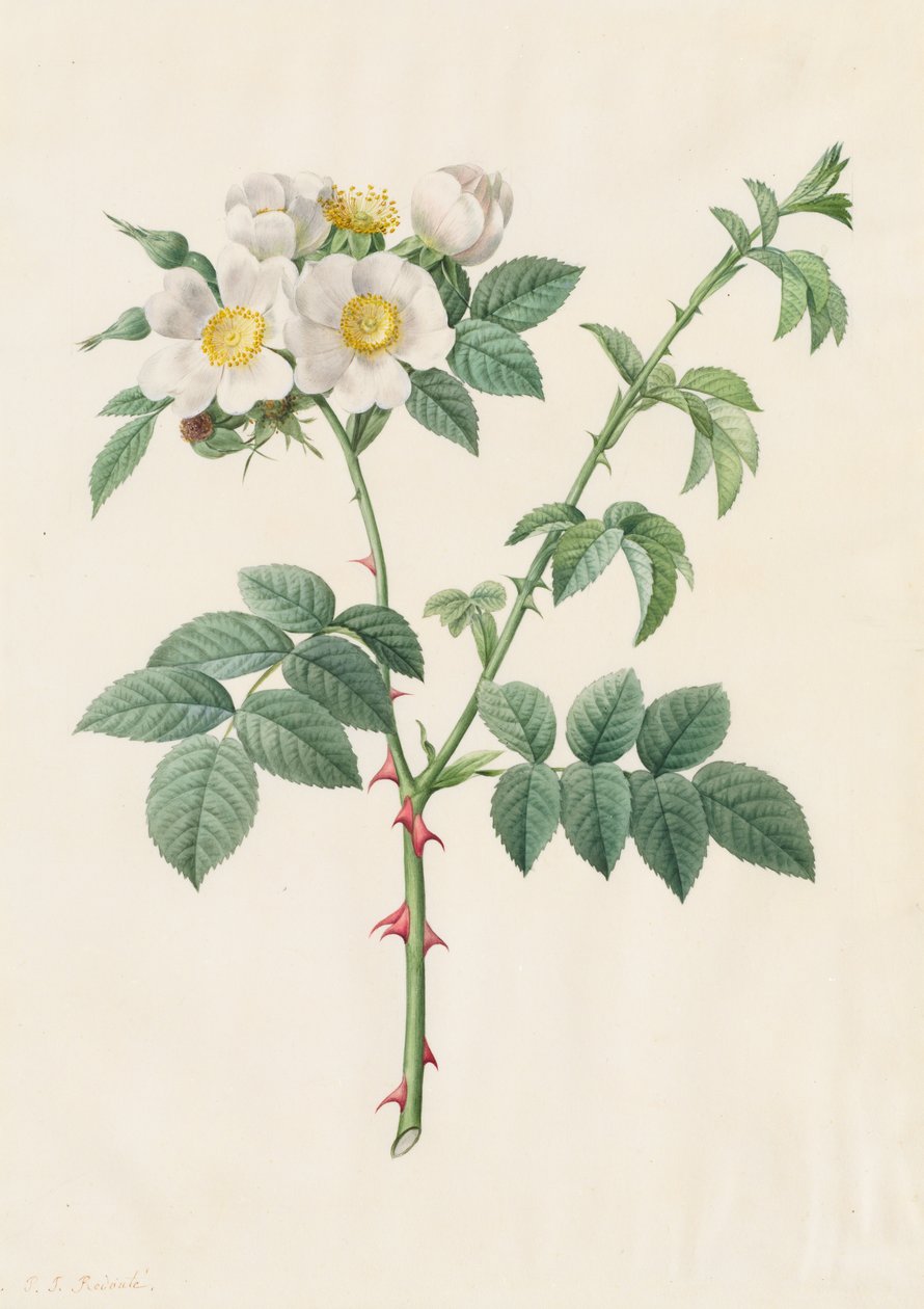 Brier Bush Rose of Hondsroos Rosa Leucantha, 1817-1824 door Pierre Joseph Redouté