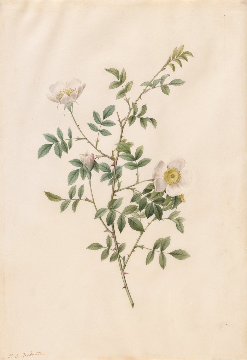 Brier Bush Rose of Hondsroos Rosa Sepium Rosea door Pierre Joseph Redouté