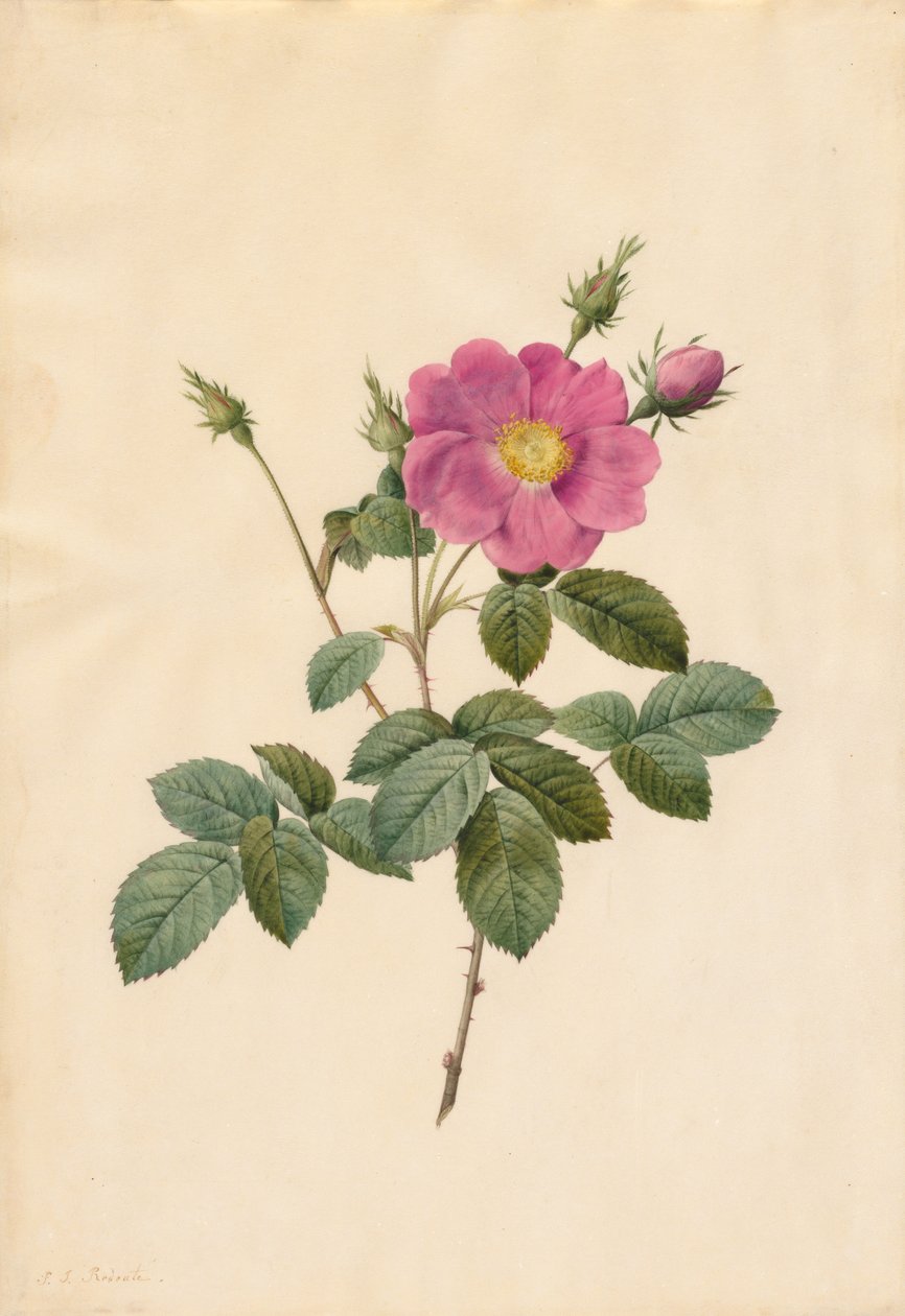 Koolroos Rosa Centifolia Simplex, 1817-1824 door Pierre-Joseph Redouté