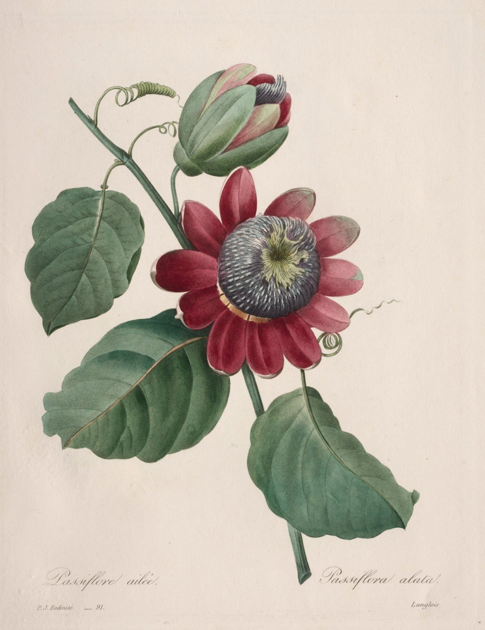 Choix des plus belles fleurs...plus beaux fruits: Passiflore ailee door Pierre Joseph Redouté