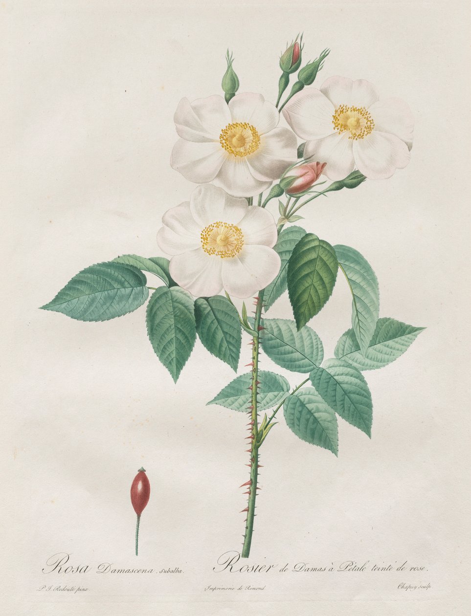 Les Roses: Rosa Damascena, subalba door Pierre Joseph Redouté