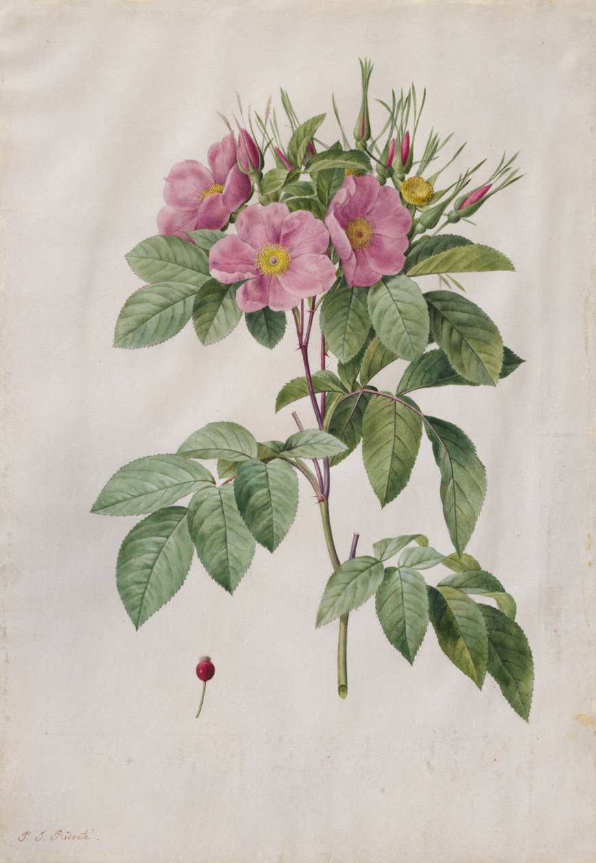 Weideroos Rosa Carolina Corymbosa door Pierre Joseph Redouté