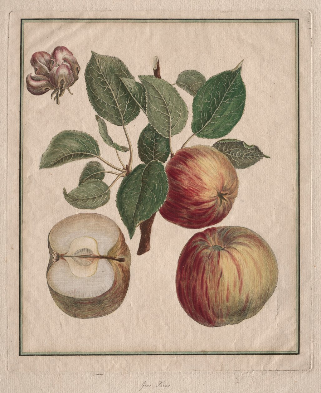Appel met Blad en Bloesem door Henri Louis Duhamel du Monceau