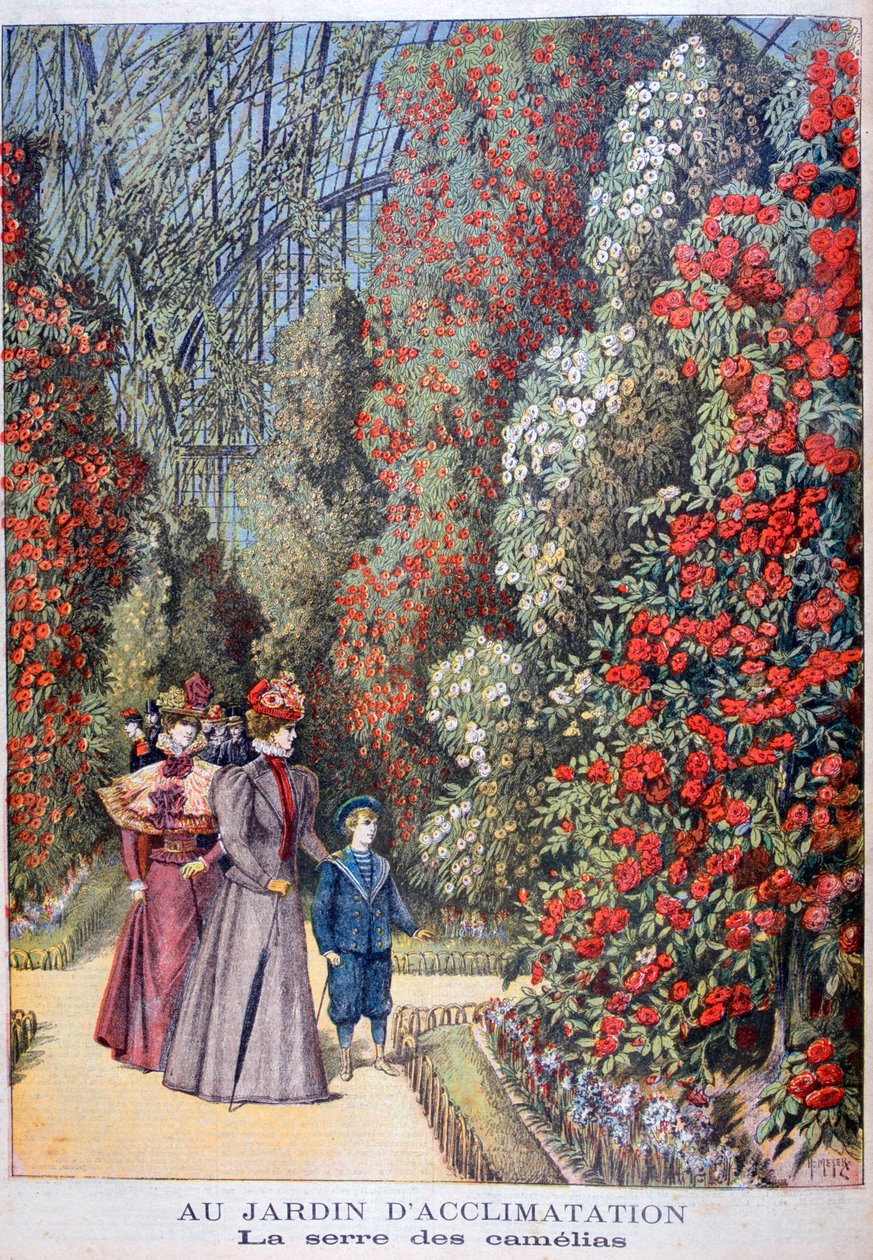 De kas van de camelia