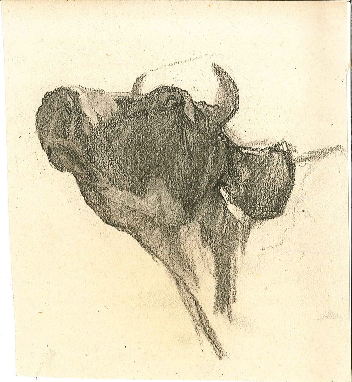 Koe door Henry Luyten