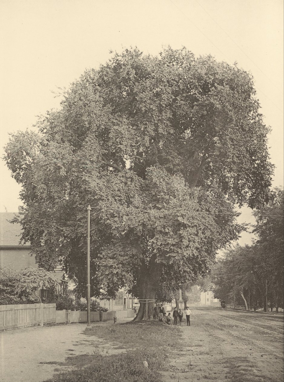 De Whittemore Iep, Arlington door Henry Brooks