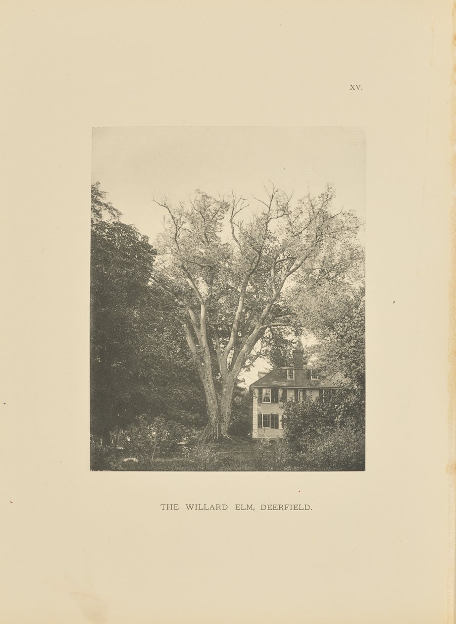 De Willard Elm, Deerfield door Henry Brooks