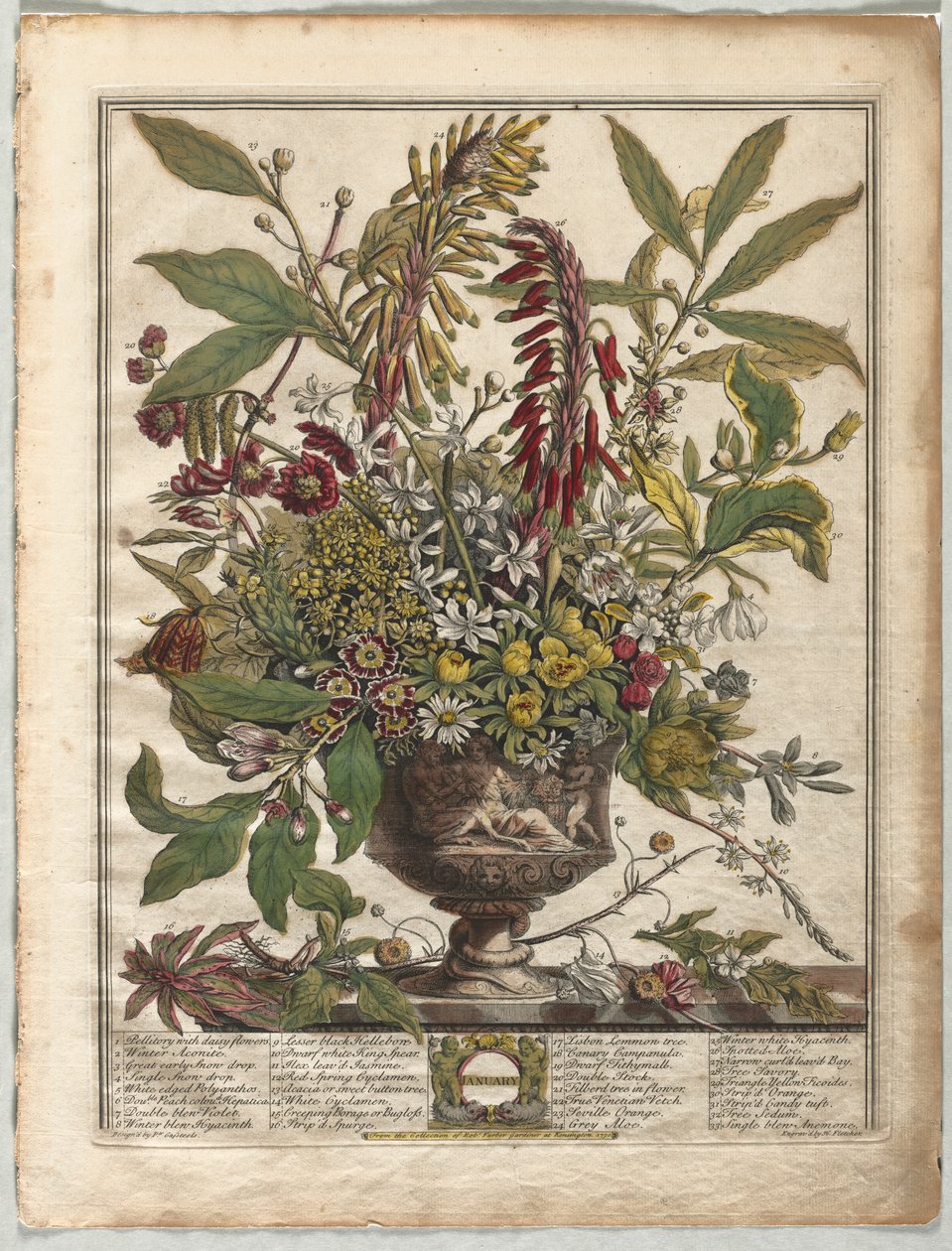 Twaalf Maanden van Bloemen: Januari door Henry Fletcher