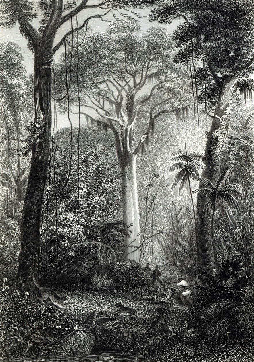 Scène in een Braziliaans bos, gegraveerd door J. Bishop door Henry George Hine