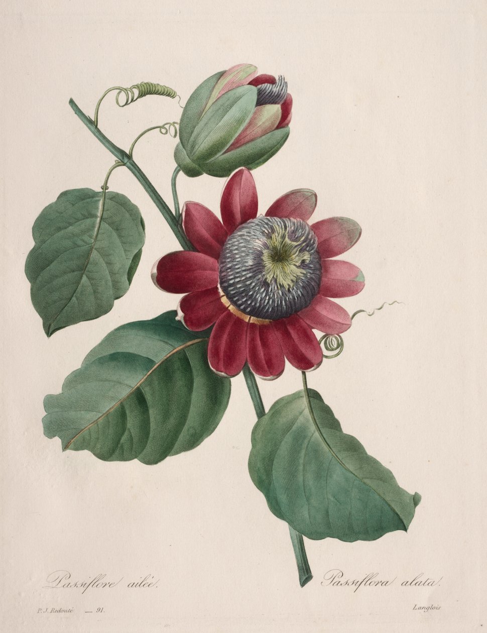 Keuze van de mooiste bloemen...mooiste vruchten: Gevleugelde Passiebloem door Henry Joseph Redouté
