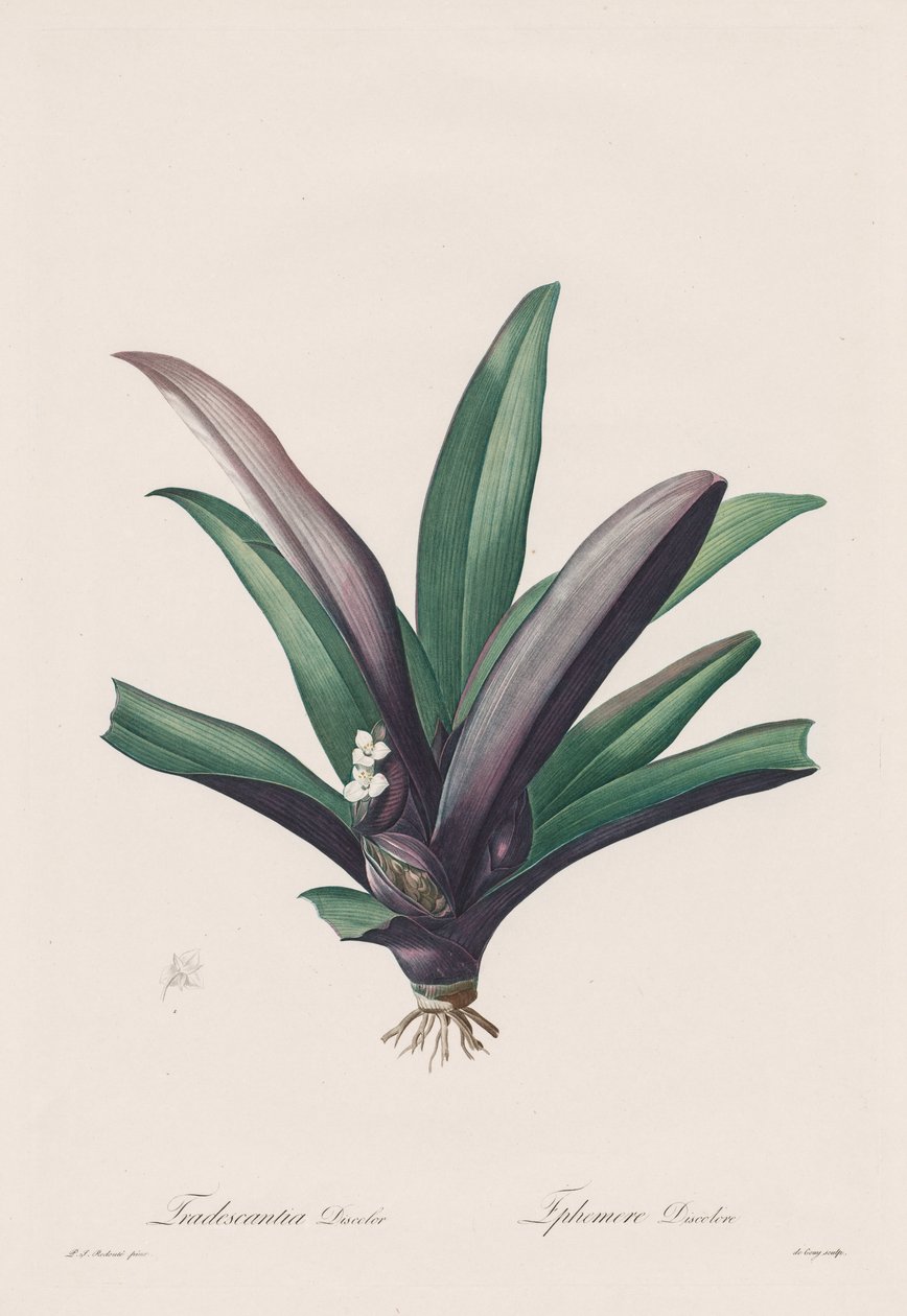 Les Liliacées: Tradescantia discolor door Henry Joseph Redouté