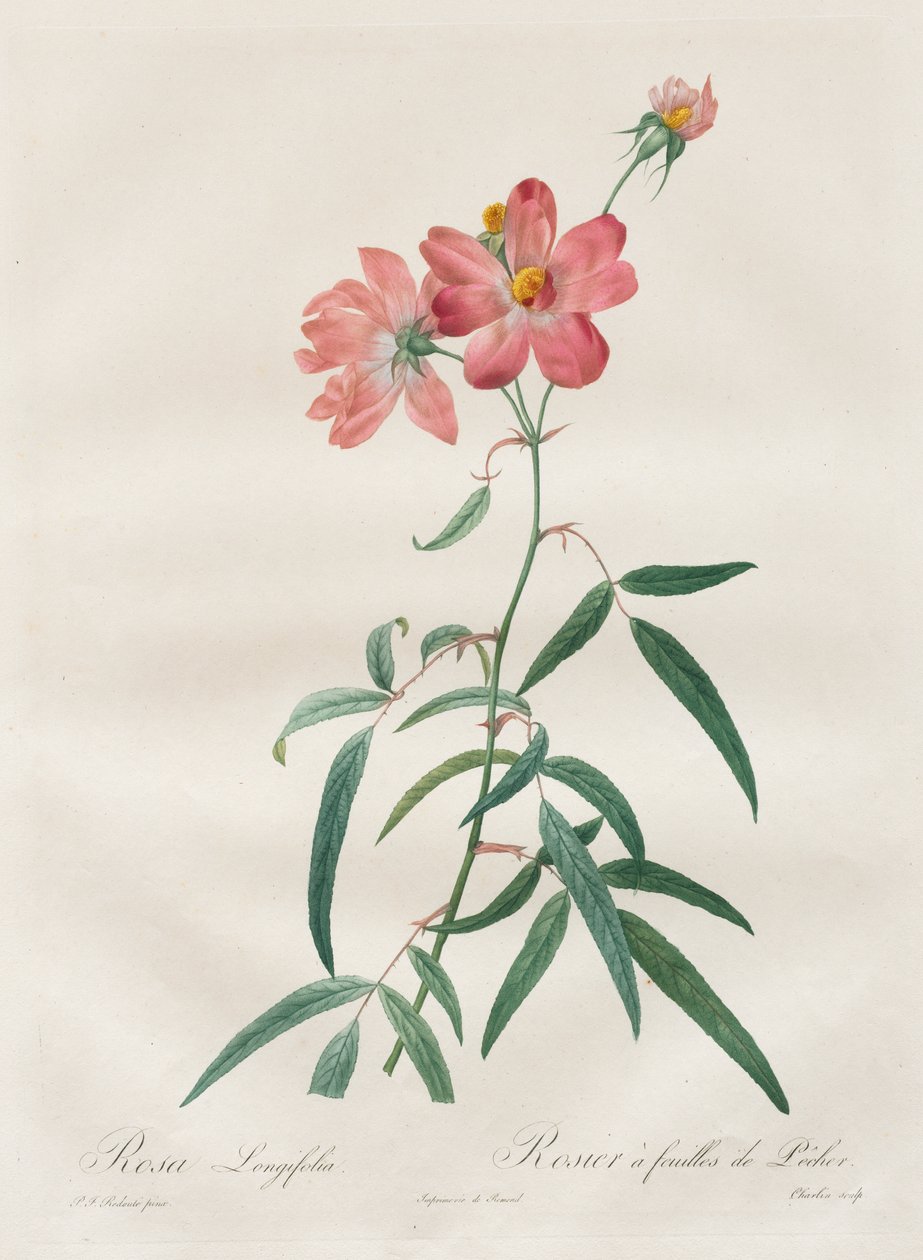 Les Roses: Rosa Longifolia door Henry Joseph Redouté