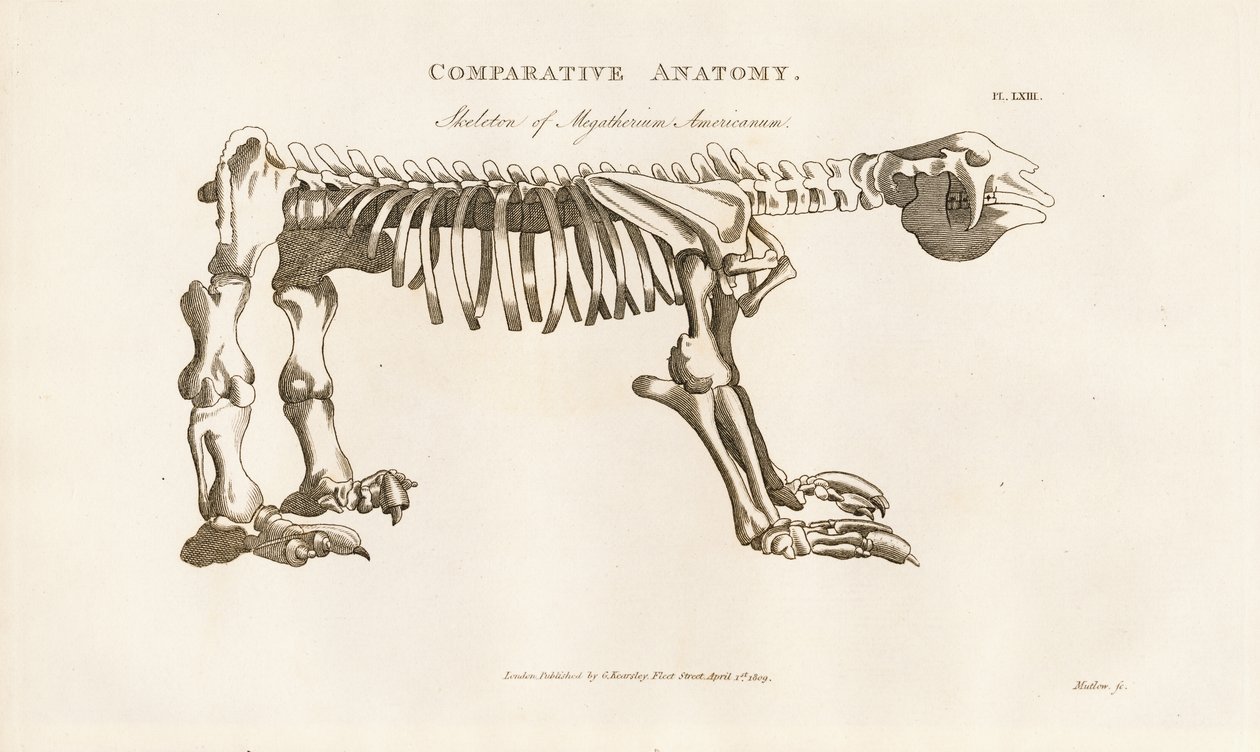 Skelet van Megatherium americanum door Henry Mutlow