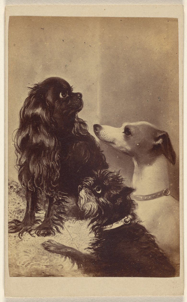 Floss, Daisy  Fairy; Honden van Barroness [sic] McClifford. Geschilderd door mevrouw Pointer. door Henry Pointer