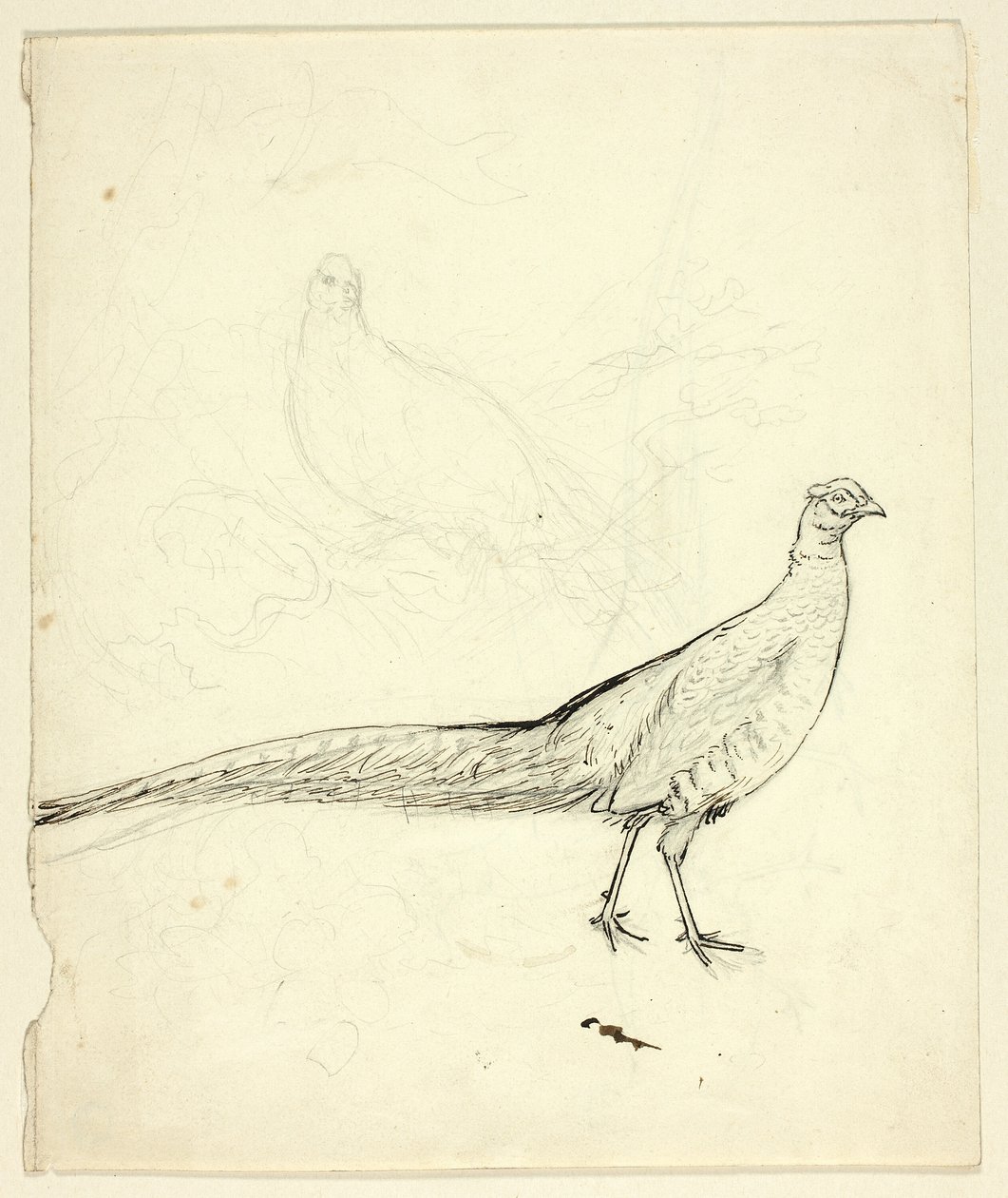 Twee schetsen van fazant (recto); schets van fazant en vrouwelijk naakt (verso) door Henry Stacy Marks