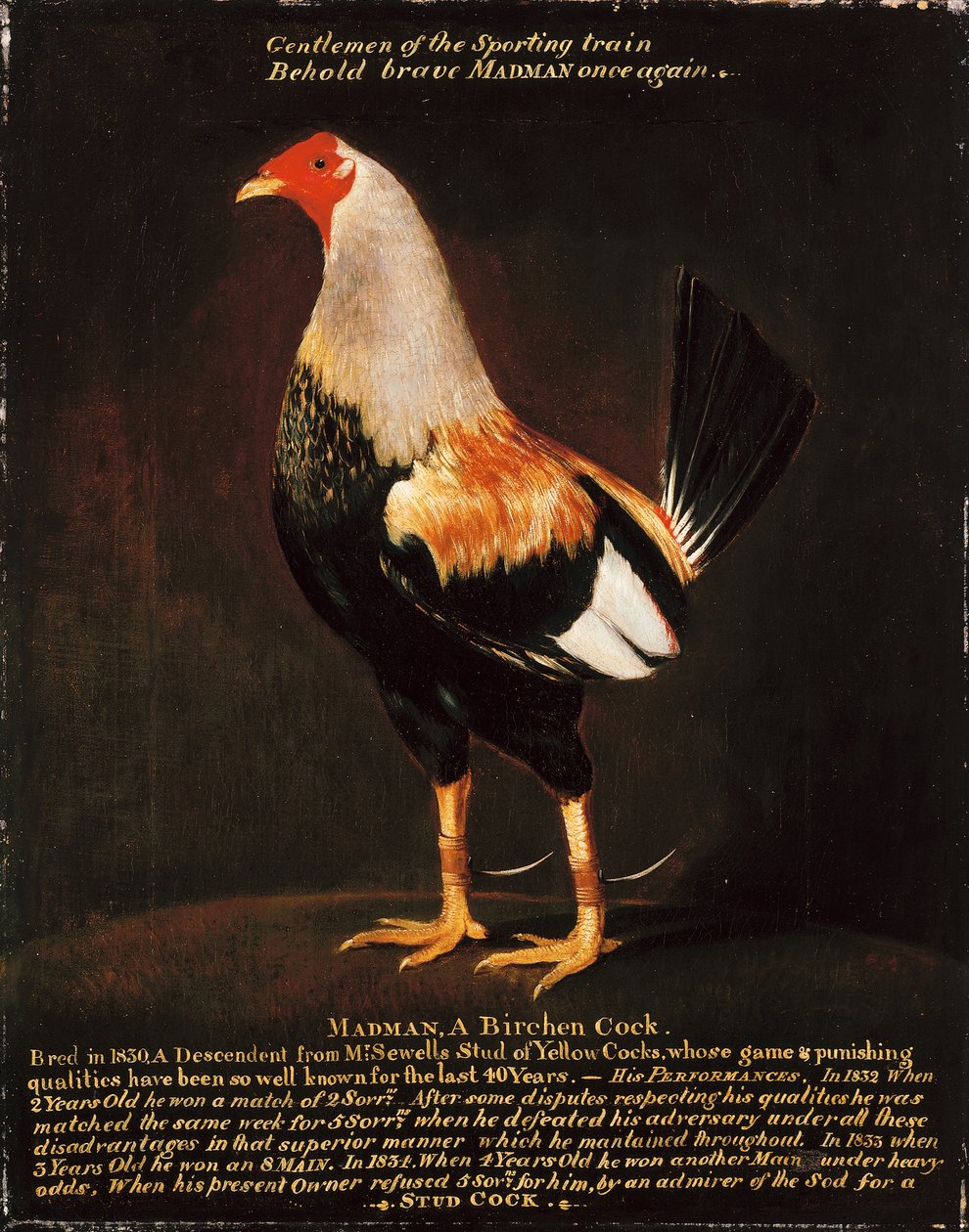 Gekke man, een berkenhaan door Henry Thomas Alken