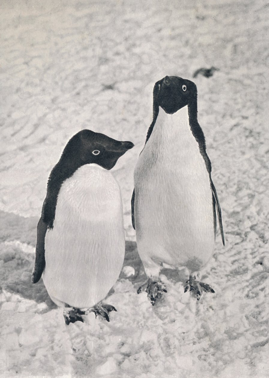 Een Paar Adélie Pinguïns, ca. 1911, 1913 door Herbert Ponting