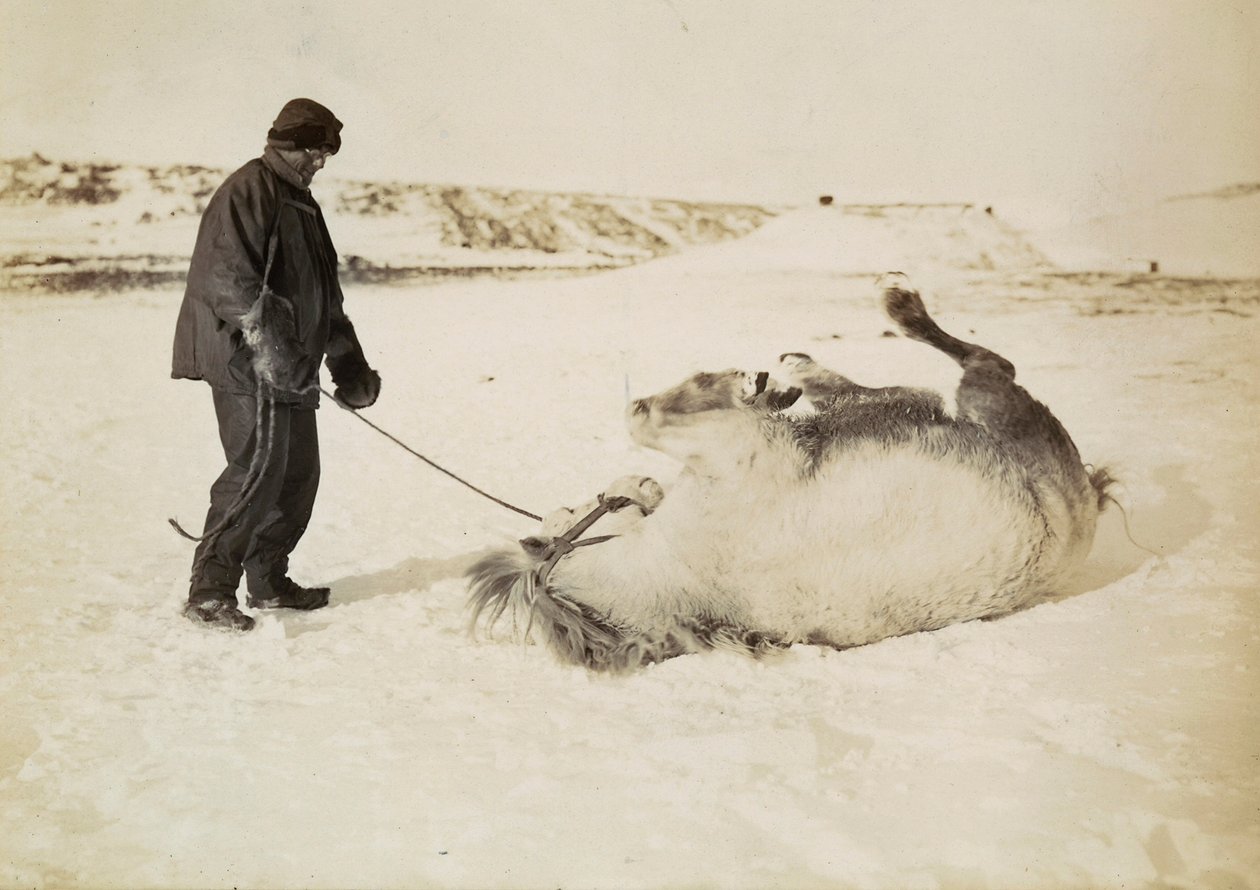 Een man en zijn paard in de sneeuw door Herbert Ponting
