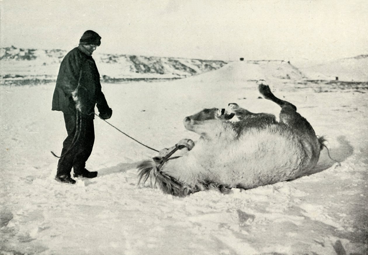 Cherry-Garrard geeft zijn pony Michael een rol in de sneeuw door Herbert Ponting
