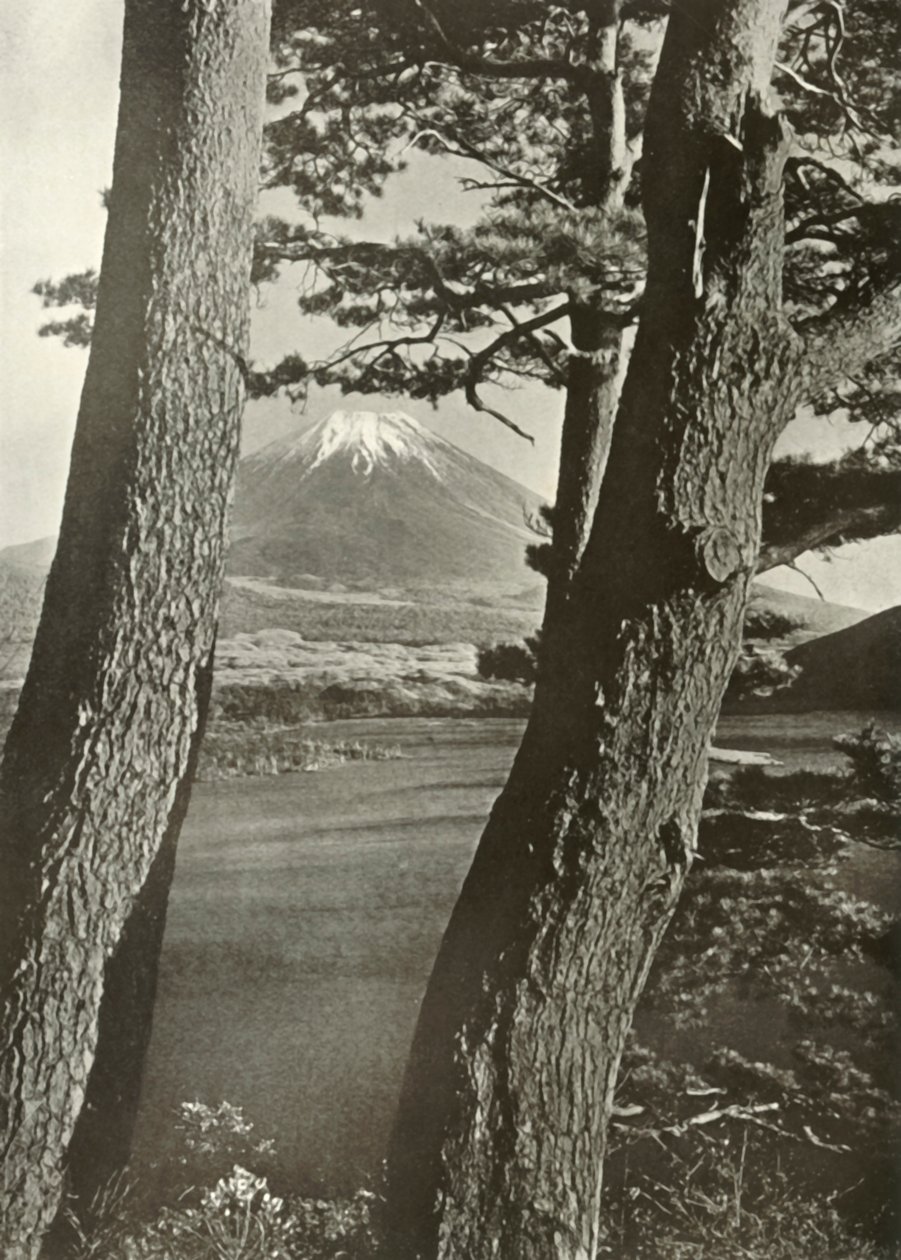 Fuji door de dennen van het Motosu-meer, 1910 door Herbert Ponting
