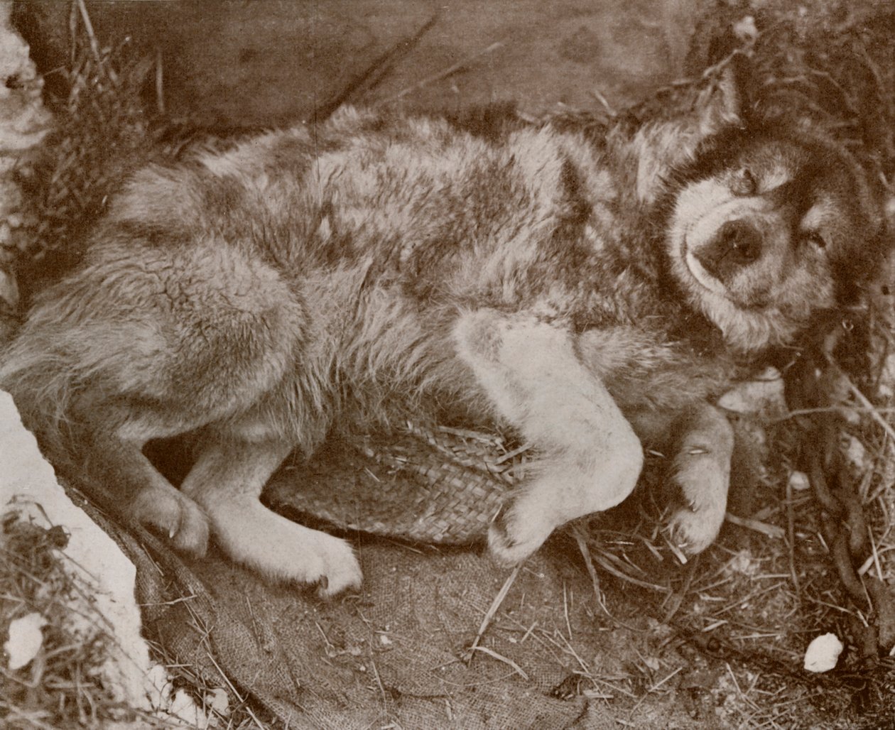Stareek malingering, c19101913, 1913 door Herbert Ponting