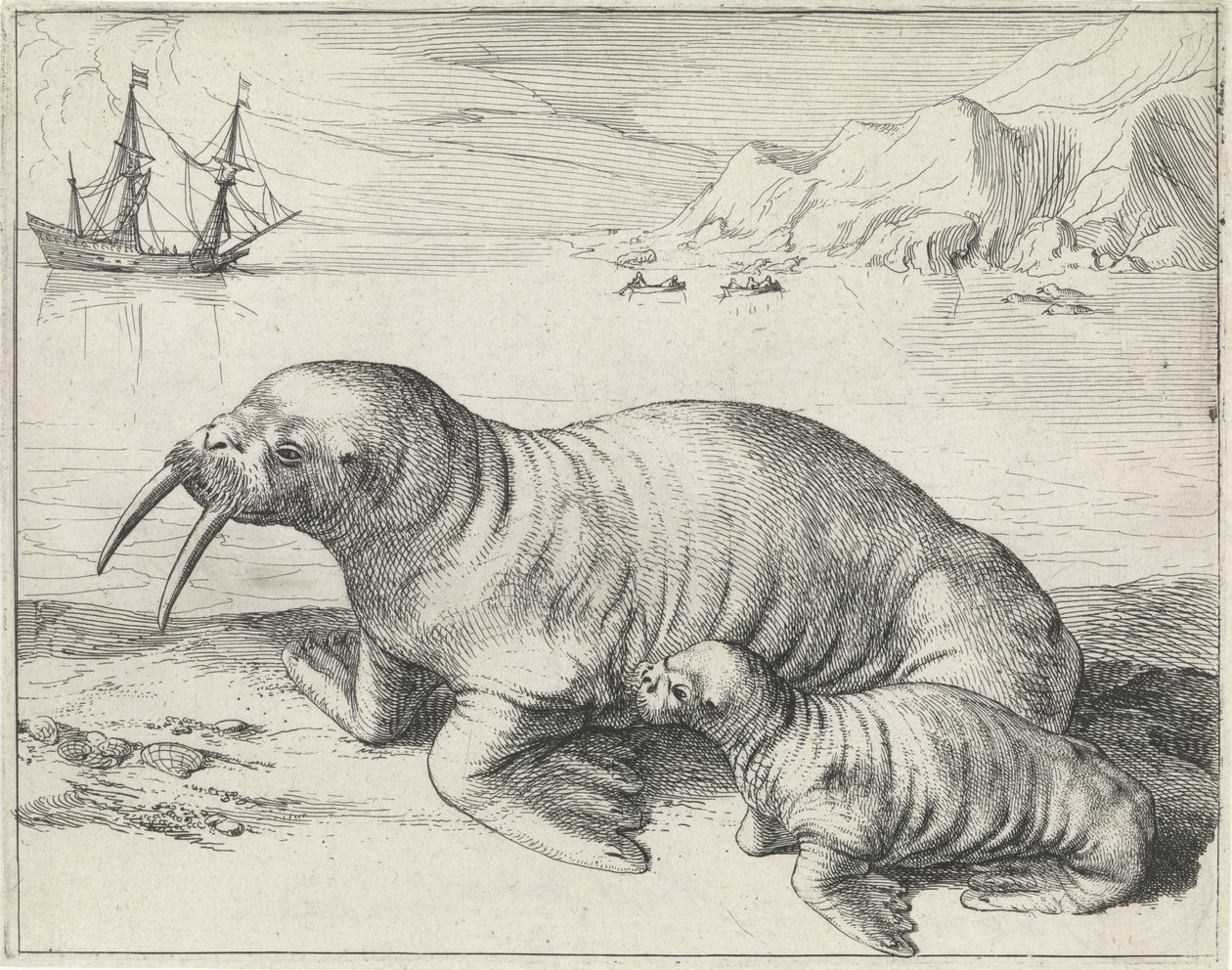 Walrus bij Spitsbergen door Hessel Gerritsz