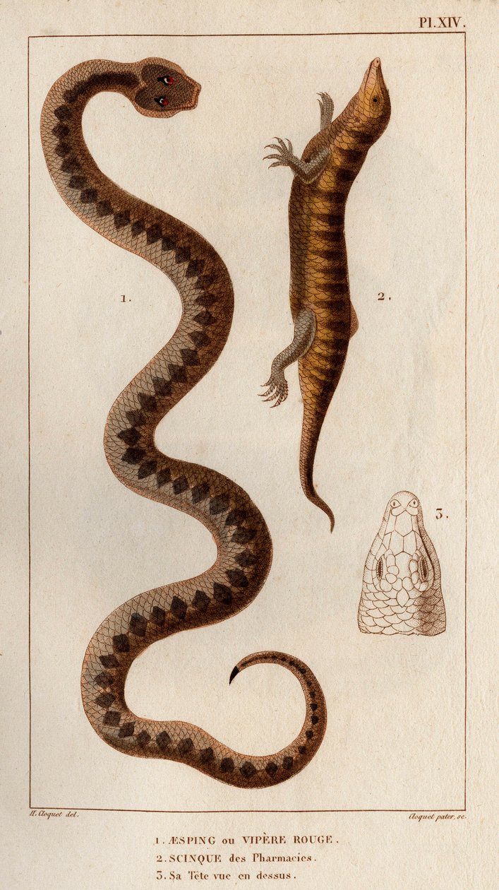 Aesping of Rode Adder, Skink uit apotheken, zijn hoofd gezien van boven. Fauna des Mdecins ou histoire des animaux et de leurs produits door Hippolyte Cloquet - Deel 6 - 1825 door Hippolyte Cloquet